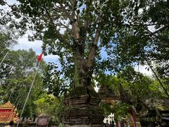 -西双版纳傣族园