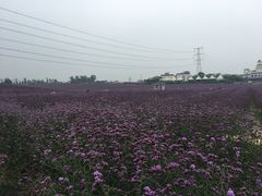 -紫颐香薰山谷景区