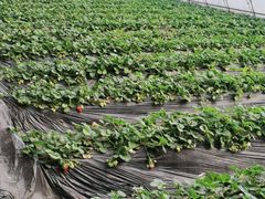 -田趣农庄草莓采摘园