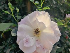 -人民公园(罗湖区)