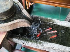 -兵哥豌豆面(雅颂居店)