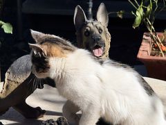 -正宗天津烧麦馆(柳州路店)