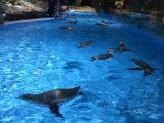 -帝企鹅自助餐厅•儿童岛•真企鹅(长隆企鹅酒店)