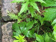 -五营红松林海景区