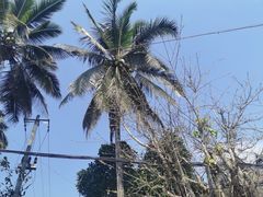 -西双版纳傣族园