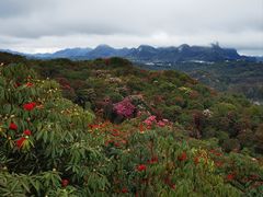 -贵州百里杜鹃风景名胜区