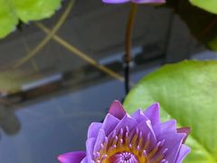 -吼山森林公园