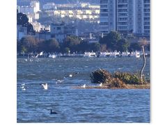 -洱海月湿地公园
