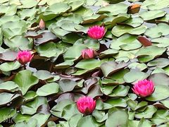 -国家植物园南园