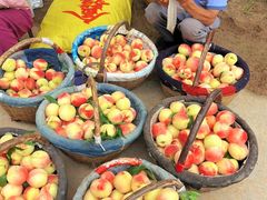 -南汇新场正宗水蜜桃采摘