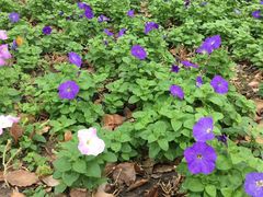 -昆山城市生态森林公园