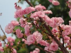 -天适樱花悠乐园