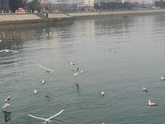 -琴岛之星摩天轮