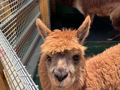 -栾川竹海野生动物园