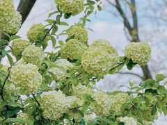 -上海共青森林公园