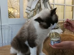 -共舞时光猫咖·狗咖(新街口店)