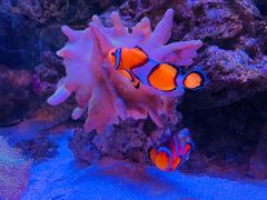 -迪拜水族馆及水下动物园