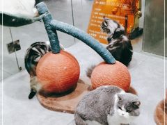 -极木²邸 人与宠物·互动社区