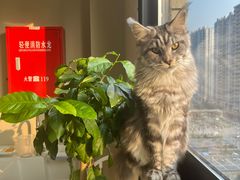 -虹泰宠物医院 ·旗舰店·24h(南秀路店)