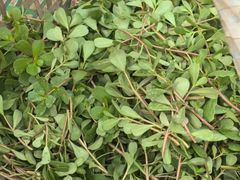 -马陆小张葡萄园农家乐