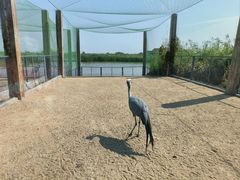 -盐城丹顶鹤湿地生态旅游区