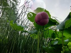 -陈家山荷花公园