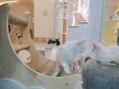 -猫域·湾主题猫咖·宠物吧(南坪城市广场店)