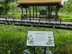 -宁波杭州湾国家湿地公园
