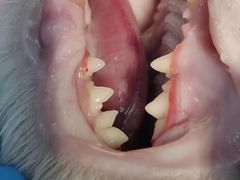 -瑞派康怡24h宠物医院·犬猫医疗中心·微创绝育(瑞景分院)