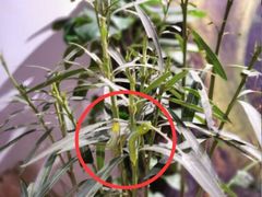 -正佳雨林生态植物园