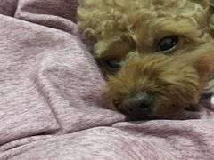 -特一安24小时宠物医院·骨科·中兽医