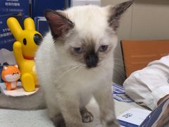 -瑞鹏宠物医院·普外科·影像科·皮肤科(城市山谷分院)