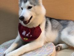 -Husky Go! 哈士奇体验馆·宠物咖啡厅狗咖