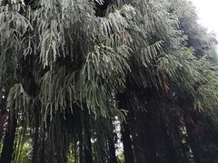-山王坪喀斯特国家生态公园