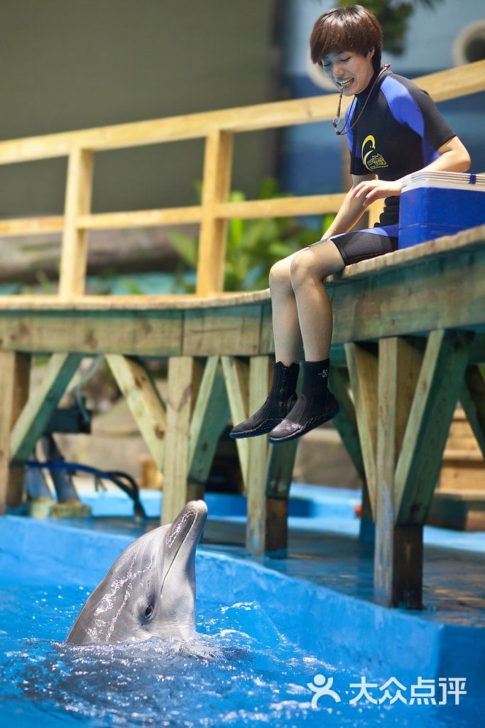 武汉海昌极地海洋公园饲养员与海豚图片-北京海洋馆-大众点评网