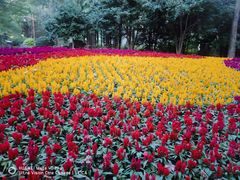 -上海共青森林公园