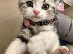 -欣宠猫屋·矮脚拿破仑·蓝金金渐层