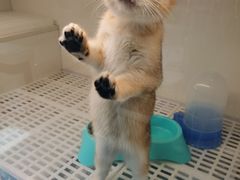 -lincat·猫舍(广州店)