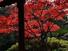 -杭州半山国家森林公园