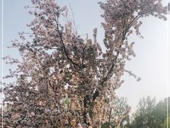 -海棠花溪(元大都城垣遗址公园)