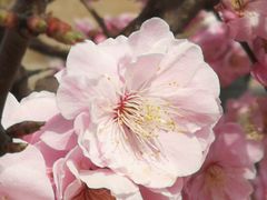 -石家庄市植物园
