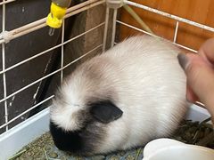 -吉丁鸟咖·异宠·寄养
