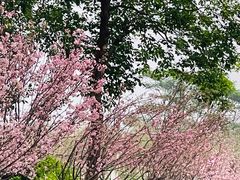 -天适樱花悠乐园