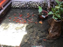 -三道苗苗鱼·美蛙黄辣丁(八里店)