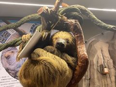 -正佳雨林生态植物园