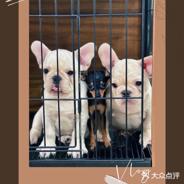 天津探店|唯爱宠物·猫狗专卖（河西店）