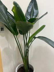 -智美品质医美