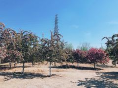 -永定河休闲森林公园