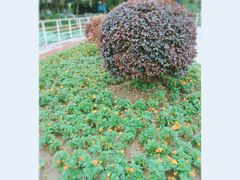 -后襄河公园