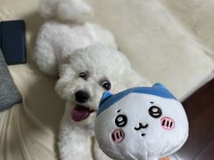 -芭比堂动物医院广州顽皮分院